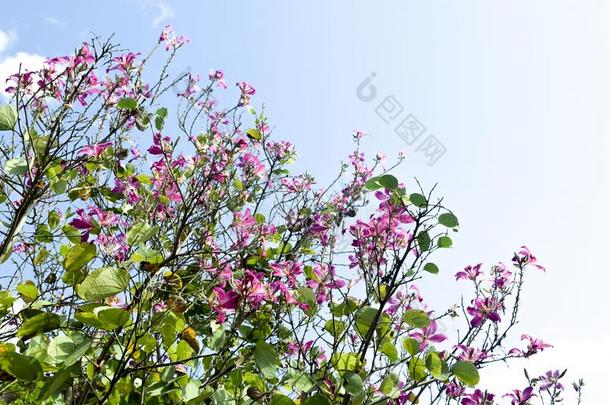 山乌木,兰花树,紫色的<strong>羊蹄</strong>甲属植物和蓝色天采用