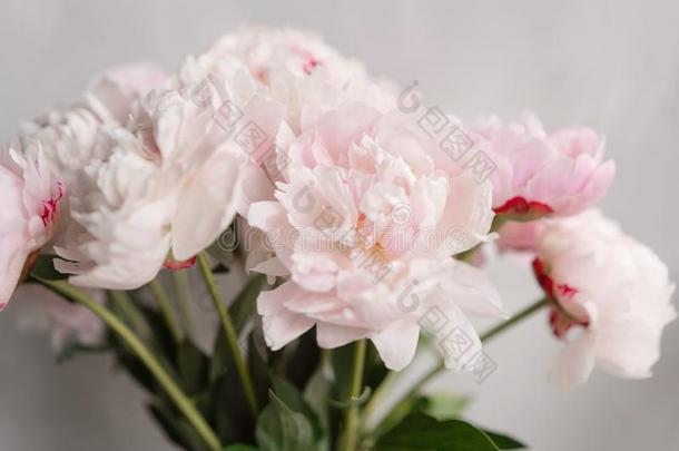 漂亮的和可爱的牡丹.许多分层的花瓣.束苍白的粉红色的日工