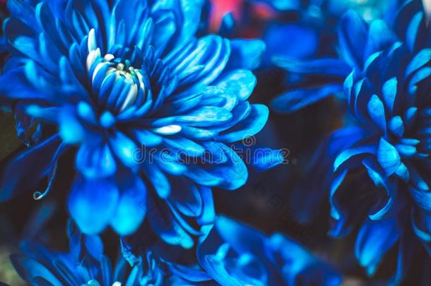 美丽的蓝色花,关-在上面