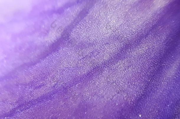 紫罗兰Virginca斜坡