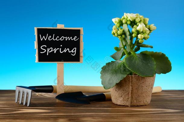 盆栽的花和欢迎春季