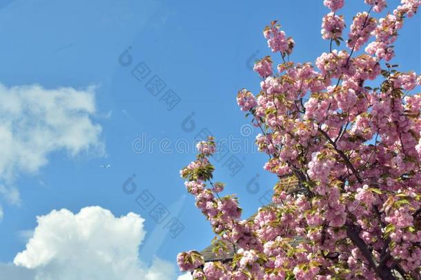 树显示美丽的花向欢迎春季