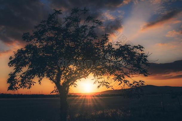 树在日落