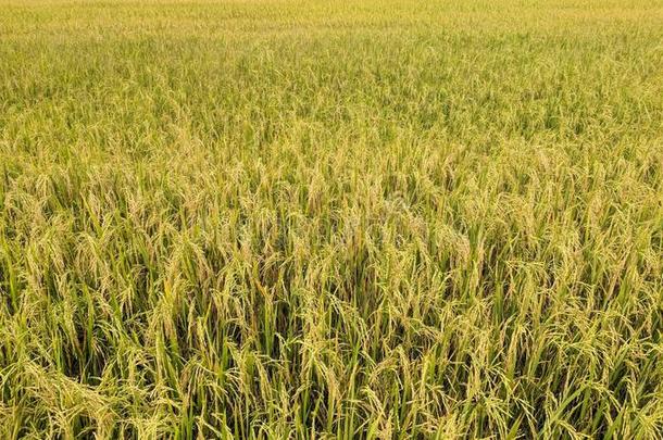 金色的谷物和金色的稻采用我的农场