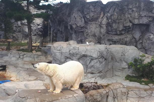 极地的熊