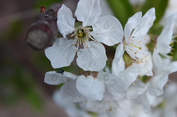 小的有大鬈曲八字胡的甲壳虫向花瓣关于开花樱桃