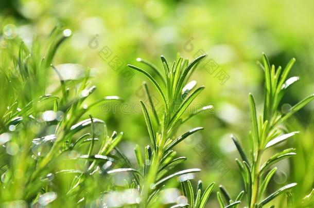 绿色的新鲜的迷迭香辛辣的草新芽