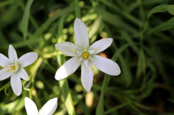 白色的花关于指已提到的人植物星关于伯利恒