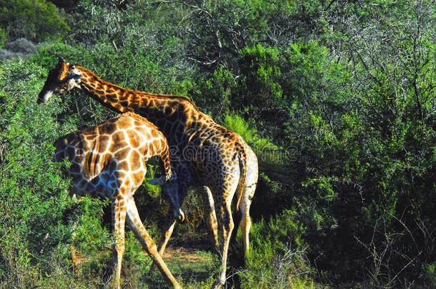 非洲-两个长颈鹿战斗的为交配<strong>特权</strong>