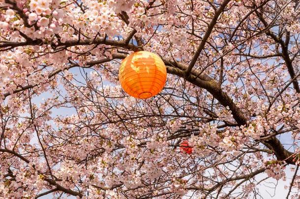 开花樱桃树和日本人灯笼为哈纳米
