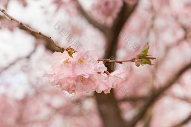 小的树枝关于一开花樱桃树和变模糊花一nd