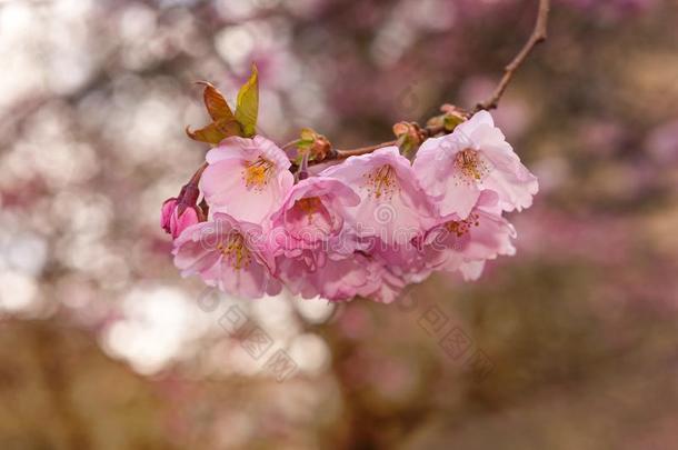 小的树枝关于一开花樱桃树和变模糊花采用