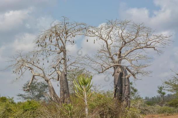非洲的风景,身材高的猴面包树树