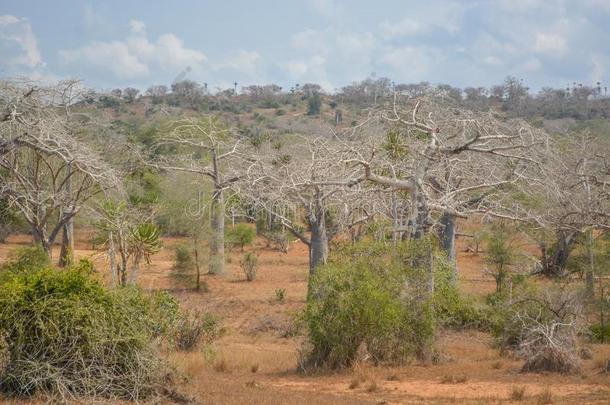非洲的风景采用安哥拉棉毛呢,大大地看法