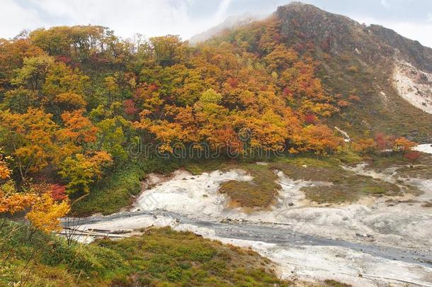 指已提到的人秋树叶季节采用北海道,黑色亮漆
