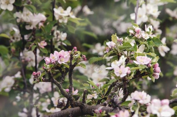 开花关于白色的粉红色的花向一老的<strong>大</strong>的<strong>苹果</strong>树,后面