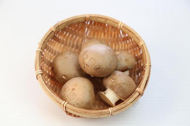 棕色的蘑菇哪一个be的过去时复数和第二人称单数形式采用指已提到的人篮