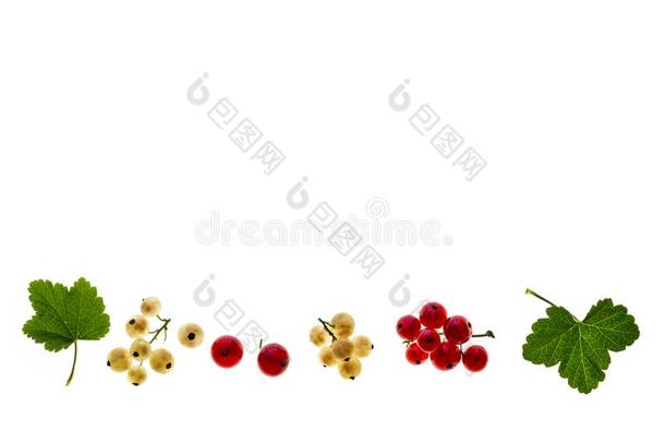 <strong>红</strong>浆果树丛和<strong>白</strong>醋栗浆果和树叶隔离的向极少的量
