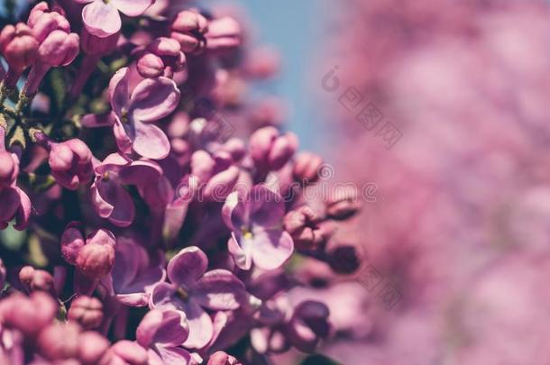 紫色的富有色彩的花关于春季开花丁香花.春季后面
