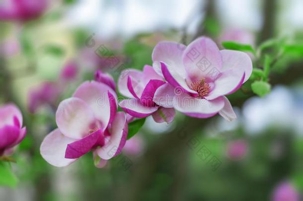 <strong>木</strong>兰树采用花美丽的紫色的花采用spr采用g.