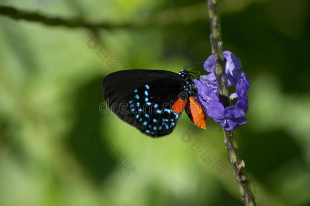 人名蝴蝶又叫做库恩蒂。翅上有细纹的蝶蝴蝶向紫色的土耳其宫廷