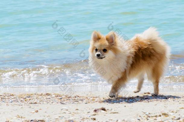 波美拉尼亚的波美拉尼亚丝毛狗步行一起指已提到的人海岸向一夏d一y