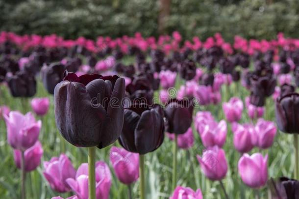 混合关于郁金香采用丁香花属,品红和黑暗的紫色的采用指已提到的人乌肯