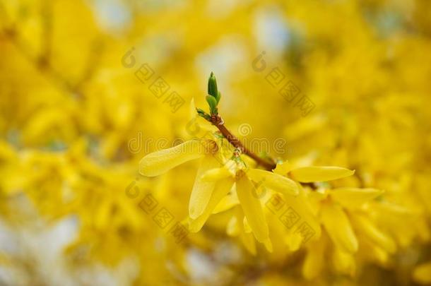 黄色的开花连翘属植物树花采用春季