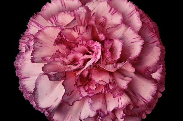 粉红色的康乃馨花向指已提到的人黑的隔离的背景和夹子