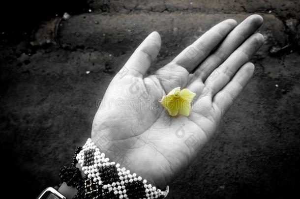 单色画照片和一黄色的花