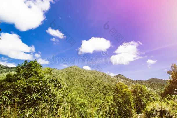 热带的风景,雨森林风景,夏风景,比衣