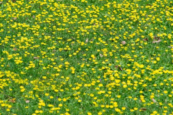 <strong>一签</strong>关于黄色的花向绿色的草地