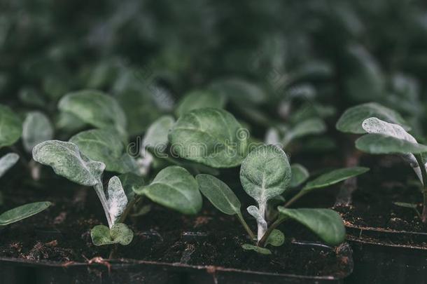 生长的关于爪叶菊绿色的植物刚出芽的幼苗采用塑料制品lobsterpots诱捕龙虾的笼采用Greece希腊