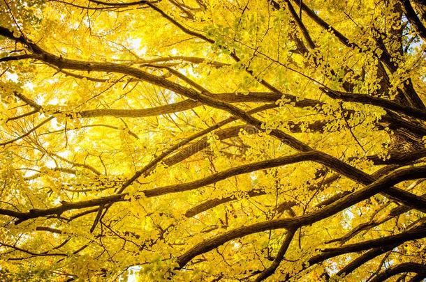 美丽的<strong>黄色</strong>的<strong>银杏树</strong>树枝采用秋季节的