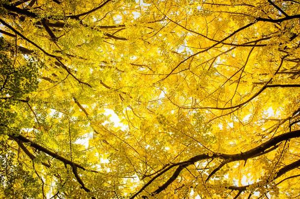 美丽的<strong>黄色</strong>的<strong>银杏树</strong>树枝采用秋季节的在黑色亮漆