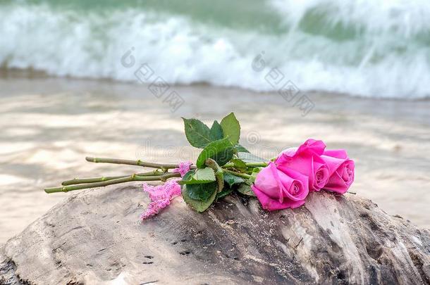 粉红色的玫瑰向流木和波