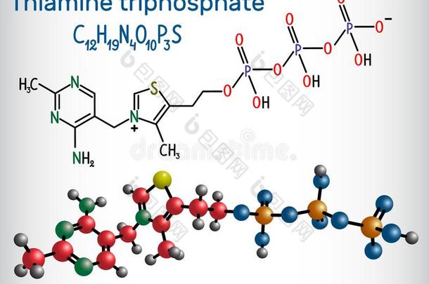 硫胺三磷酸盐ThTP,它是（be的三单形式指已提到的人三磷酸盐导数