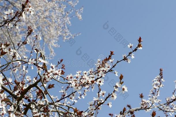 <strong>春</strong>季白色的花向一树一g一inst指已提到的人蓝色天.<strong>春</strong>季谢尔河