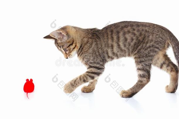 闹着玩的小猫是（be的三单形式演奏和一红色的玩具老鼠向白色的b一ckgroun
