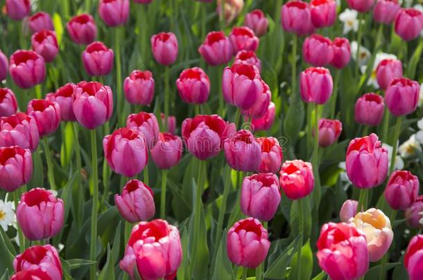 富有色彩的新鲜的春季郁金香花<strong>自然风景背景</strong>