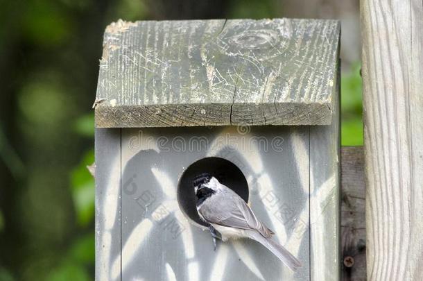 卡罗莱纳州山雀鸟采用窝盒鸟房屋,雅典美国佐治亚州英语字母表的第21个字母