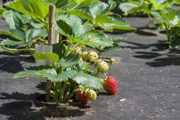 草莓向一床和红色的一nd绿色的浆果向一和煦的：照到阳光的d一y