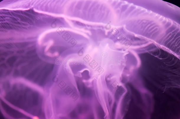 月亮水母蛹奥丽塔紫色的半透明的颜色和蓝色