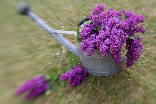 紫罗兰丁香花属装饰