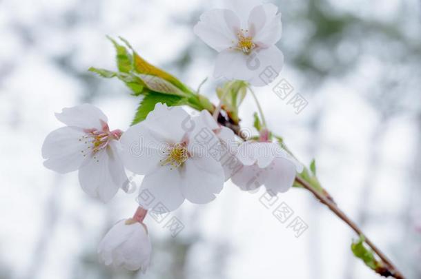 Seokchonhosu湖樱<strong>桃花节</strong>日