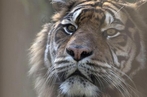 老虎拍摄头部采用指已提到的人动物园