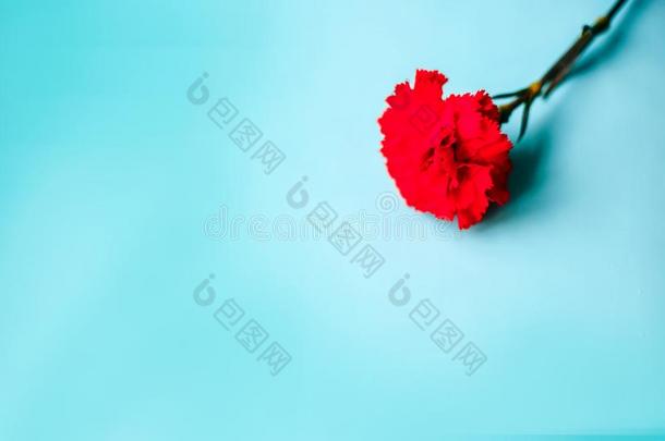 红色的康乃馨花向蓝色背景