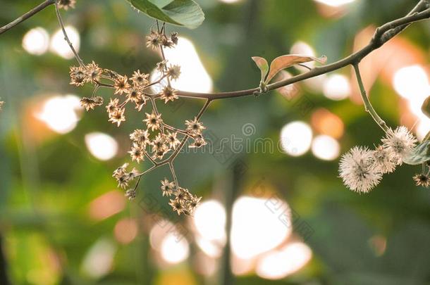 干燥的花和干燥的萼片向树和阳光光亮的采用