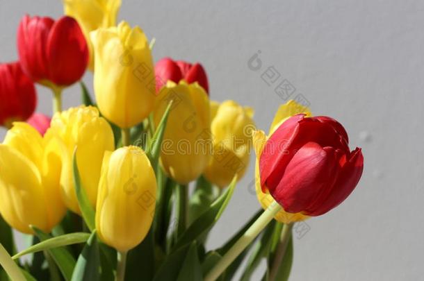 一花束关于美丽的明亮的红色的&黄色的郁金香
