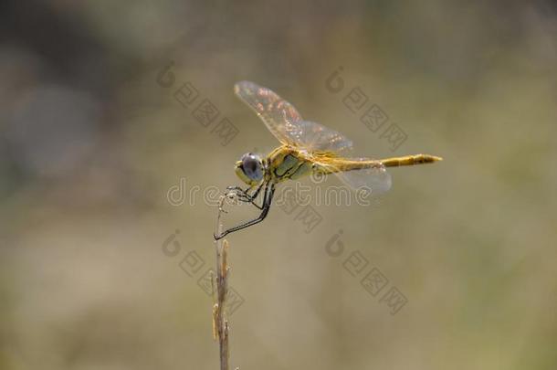黄色的蜻蜓一次向薄的草